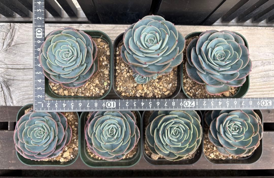 多肉植物　七福神　B