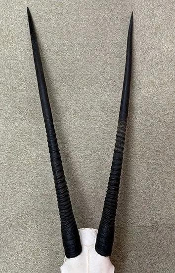 美！ 高品質！ オリックス　 スカルホーン（XLサイズ）