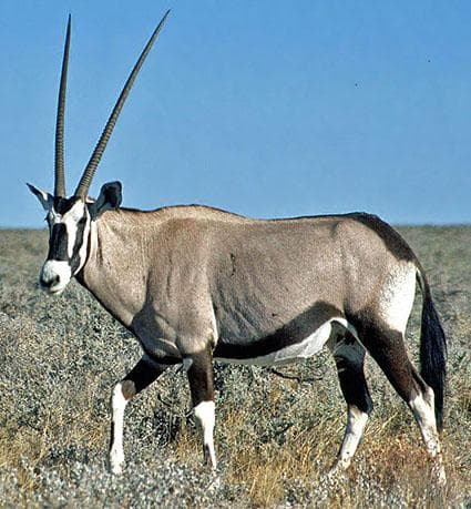 美！ 高品質！ オリックス　 スカルホーン（XLサイズ）