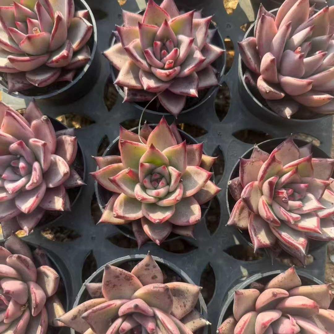 Top【選抜株】多肉植物　21197女雛錦　10個　鉢無し/脱土