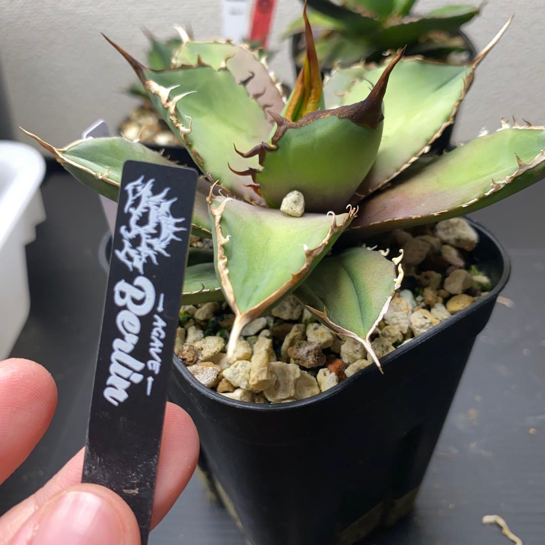 アガベ Berlin バンギュウ　蠻牛　中株