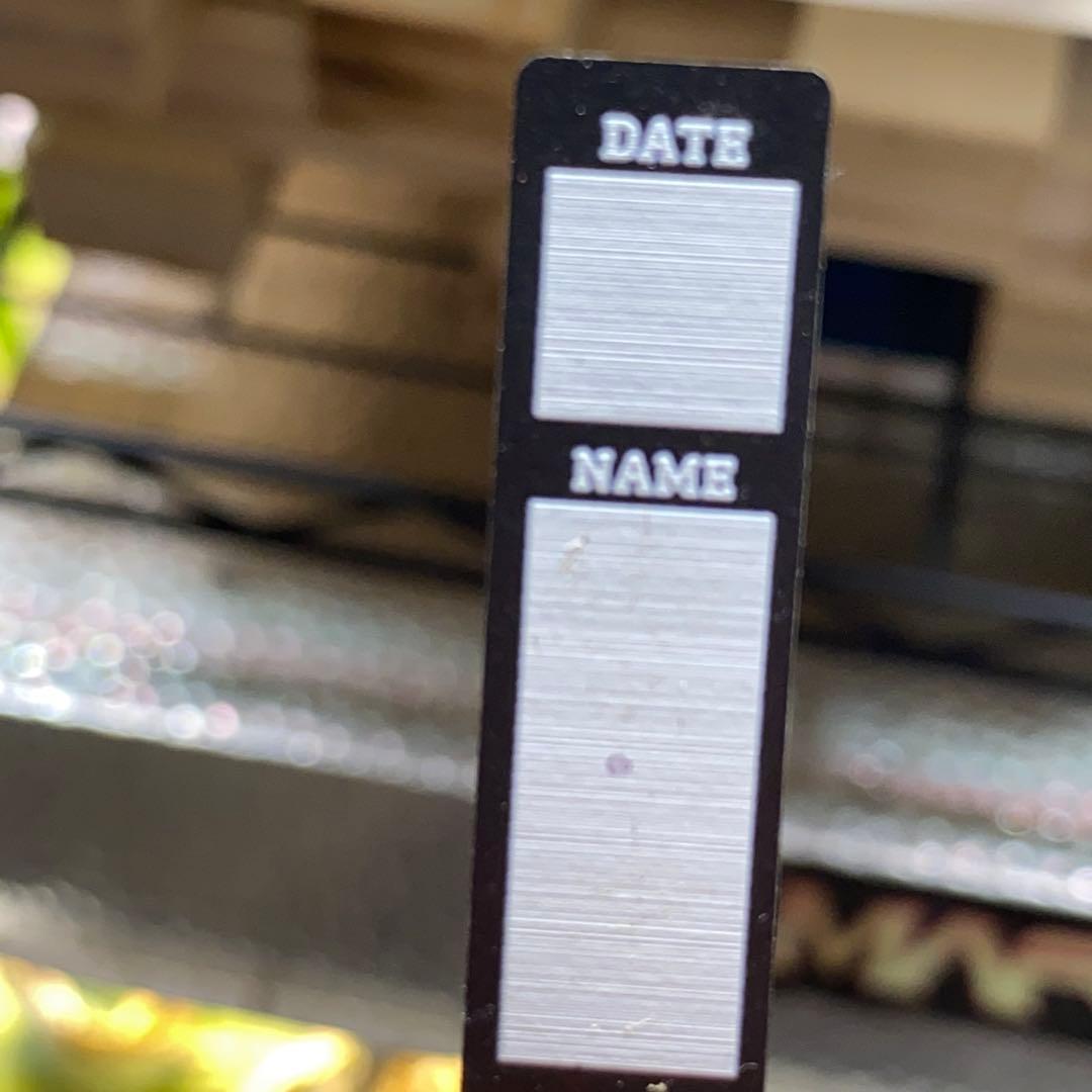 アガベ Berlin バンギュウ　蠻牛　中株