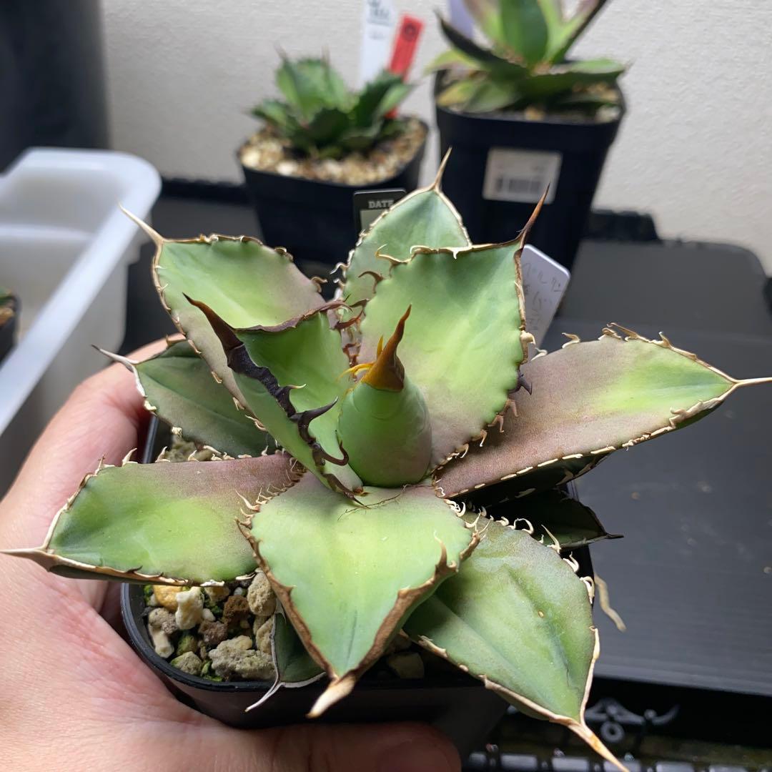 アガベ Berlin バンギュウ　蠻牛　中株