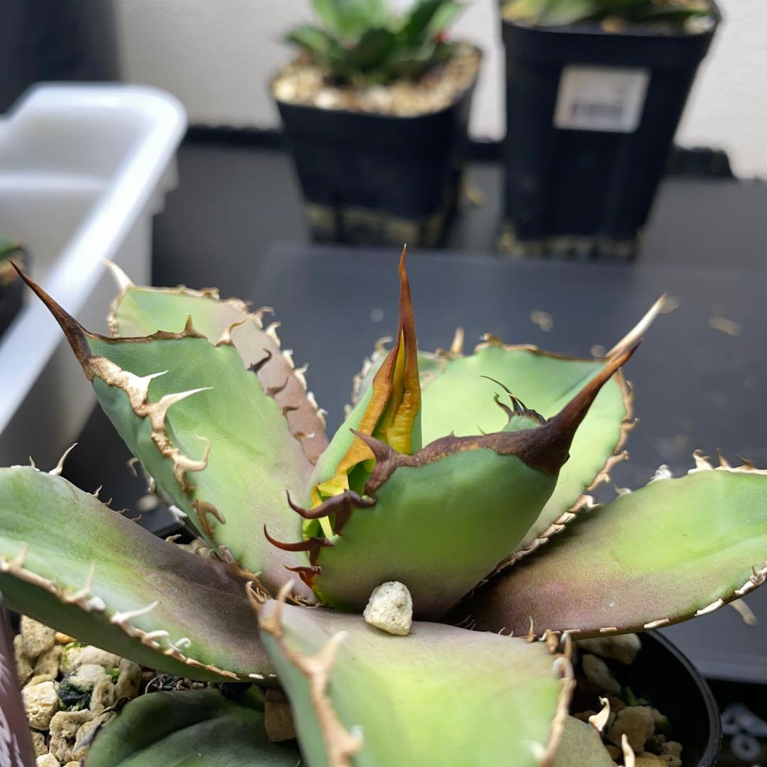 アガベ Berlin バンギュウ　蠻牛　中株