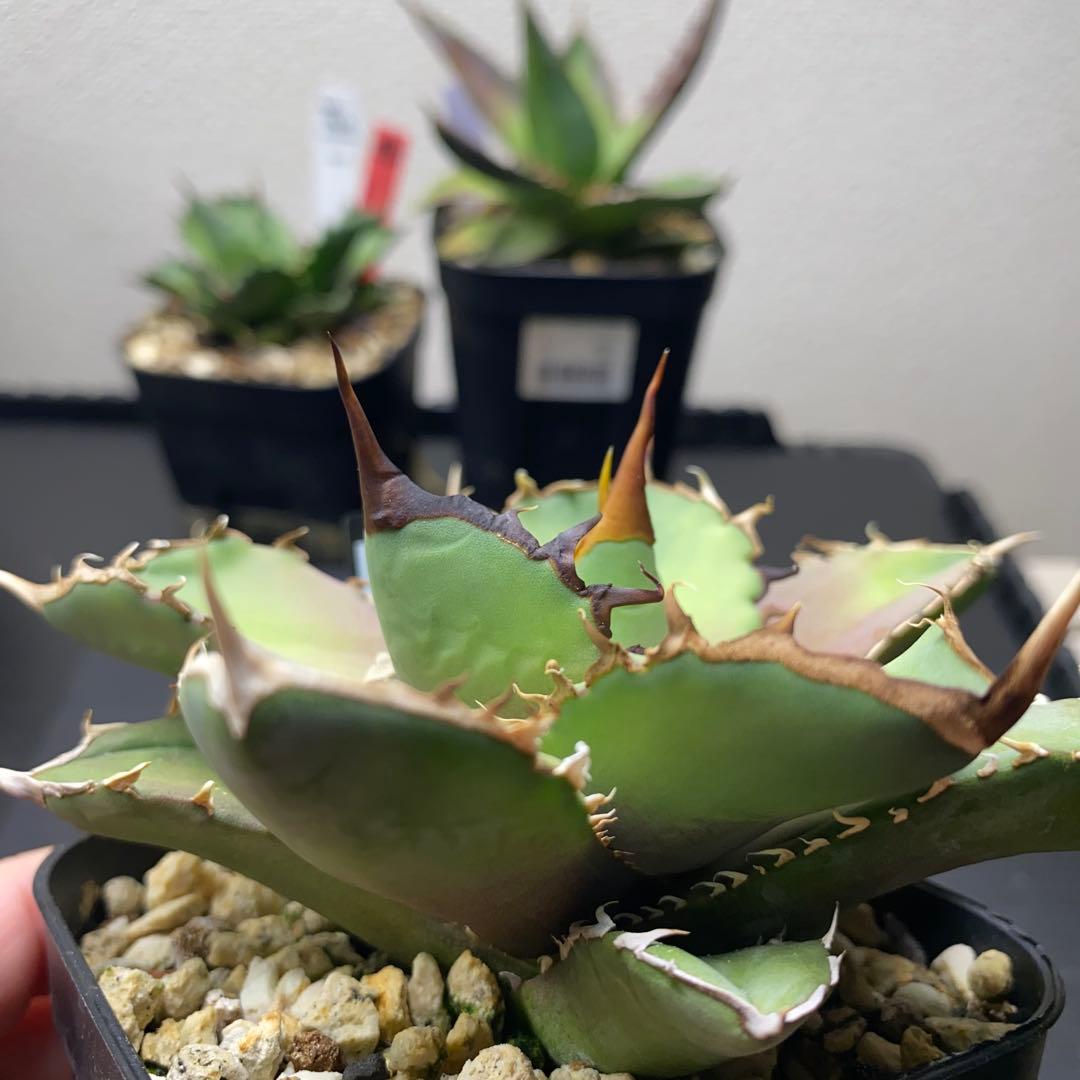 アガベ Berlin バンギュウ　蠻牛　中株