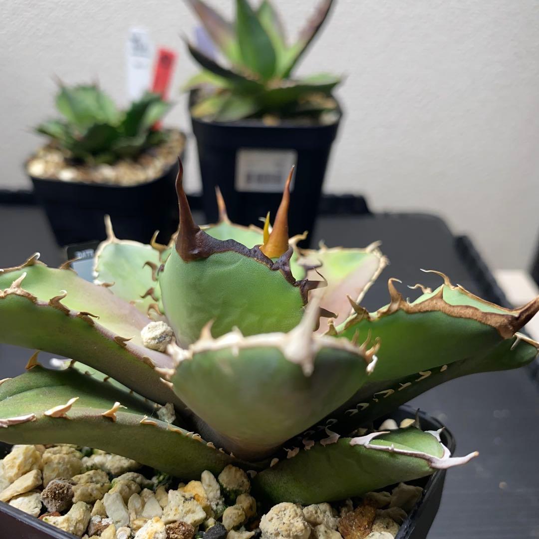 アガベ Berlin バンギュウ　蠻牛　中株