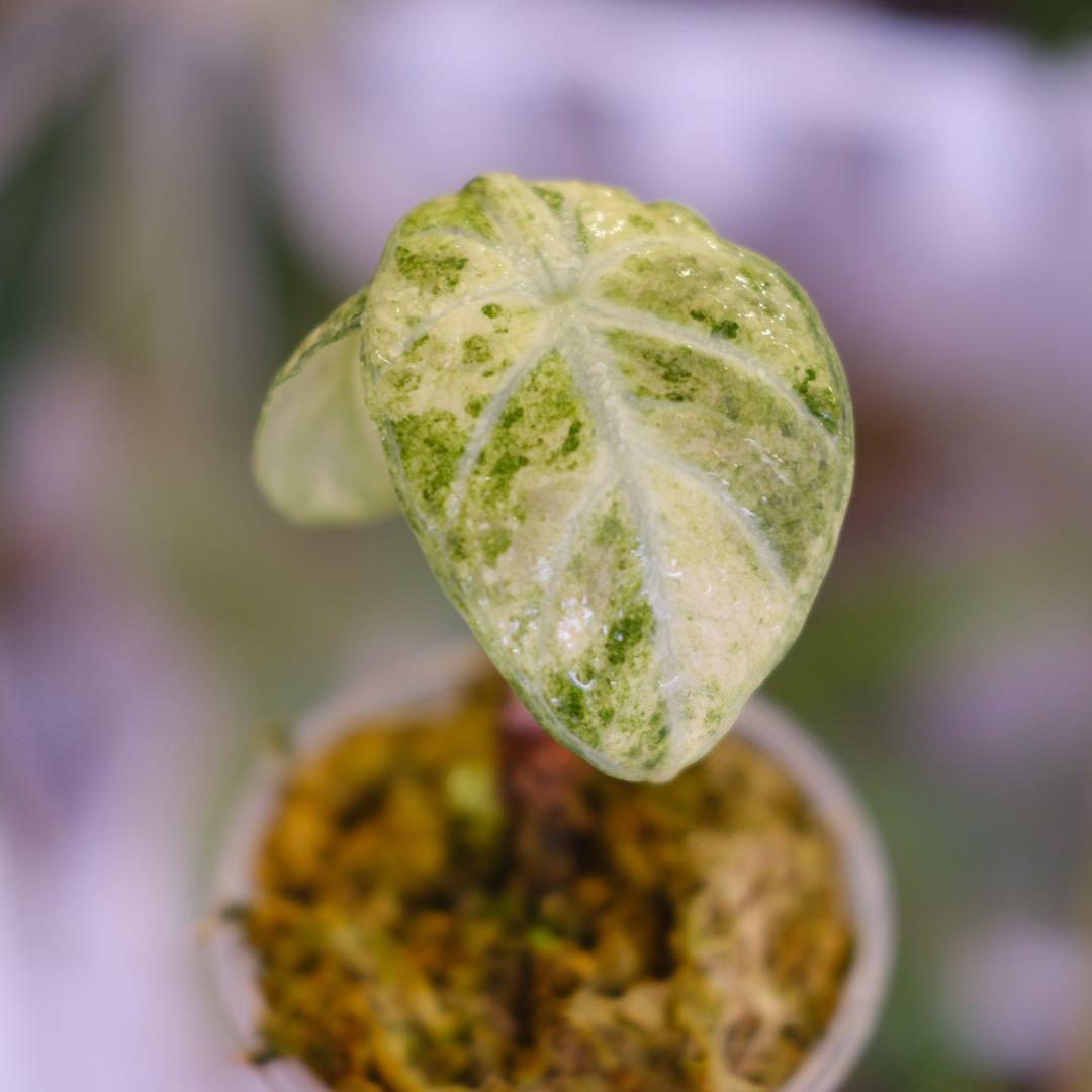 Alocasia Ninja Tricolor｜アロカシア ニンジャ 斑入り③