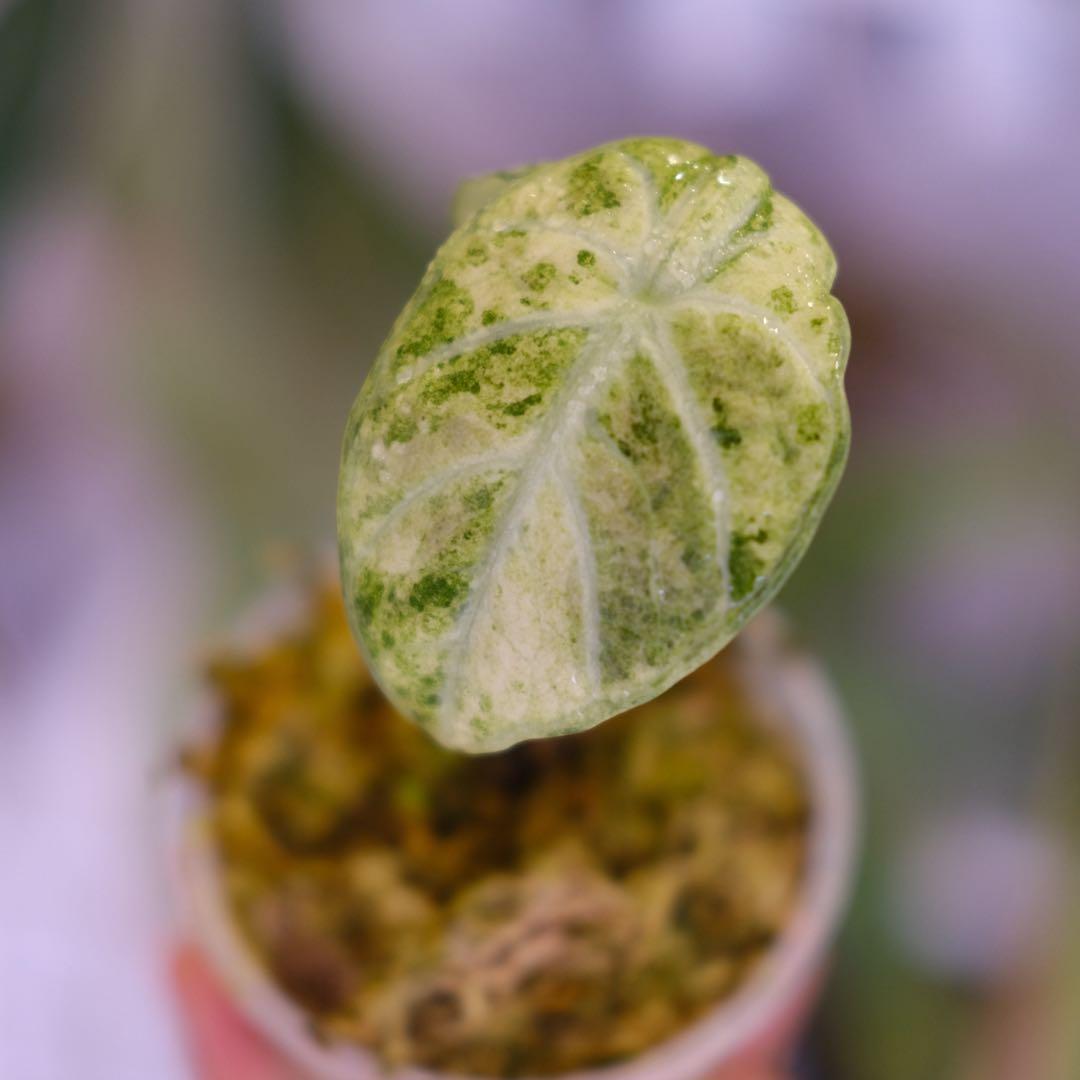 Alocasia Ninja Tricolor｜アロカシア ニンジャ 斑入り③