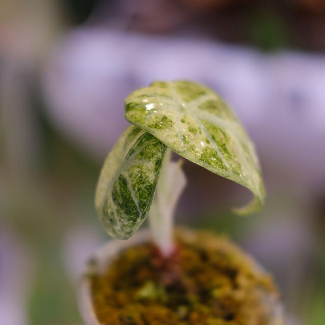 Alocasia Ninja Tricolor｜アロカシア ニンジャ 斑入り③