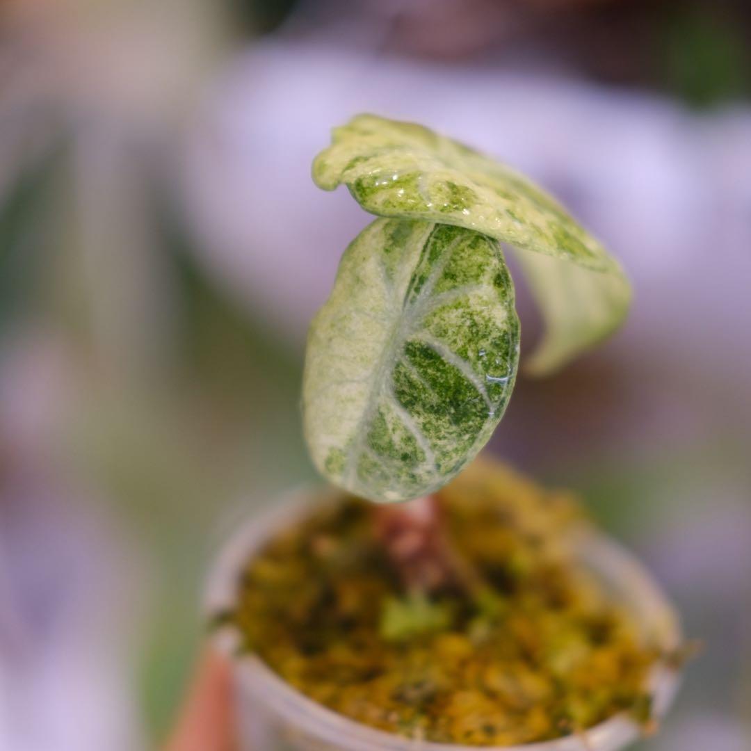 Alocasia Ninja Tricolor｜アロカシア ニンジャ 斑入り③