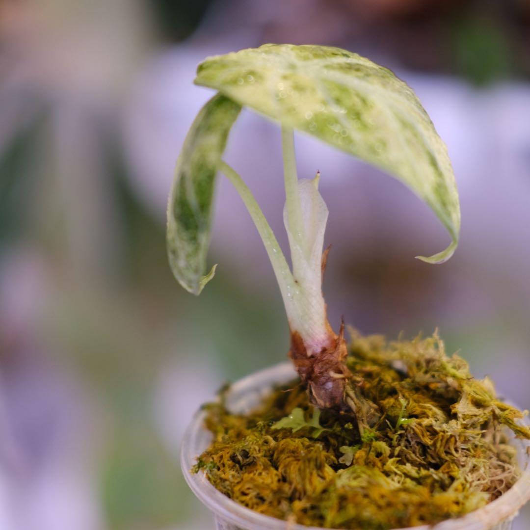 Alocasia Ninja Tricolor｜アロカシア ニンジャ 斑入り③