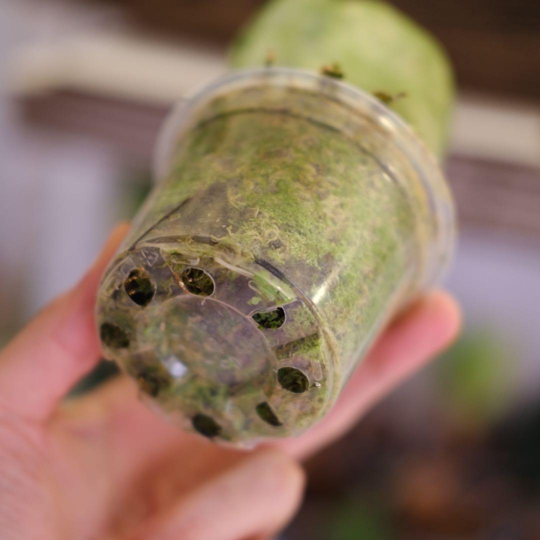 Alocasia Ninja Tricolor｜アロカシア ニンジャ 斑入り③