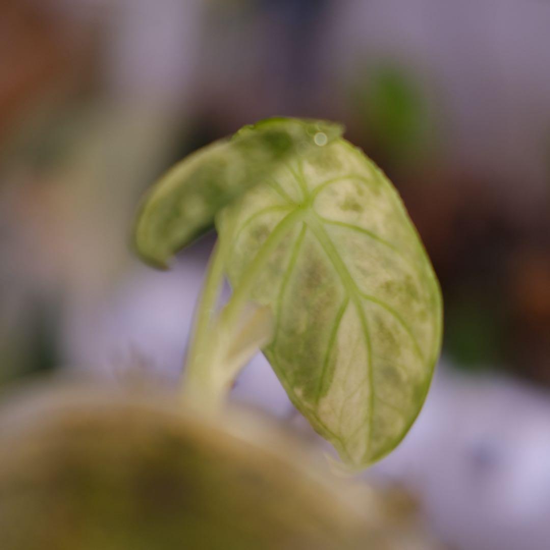 Alocasia Ninja Tricolor｜アロカシア ニンジャ 斑入り③