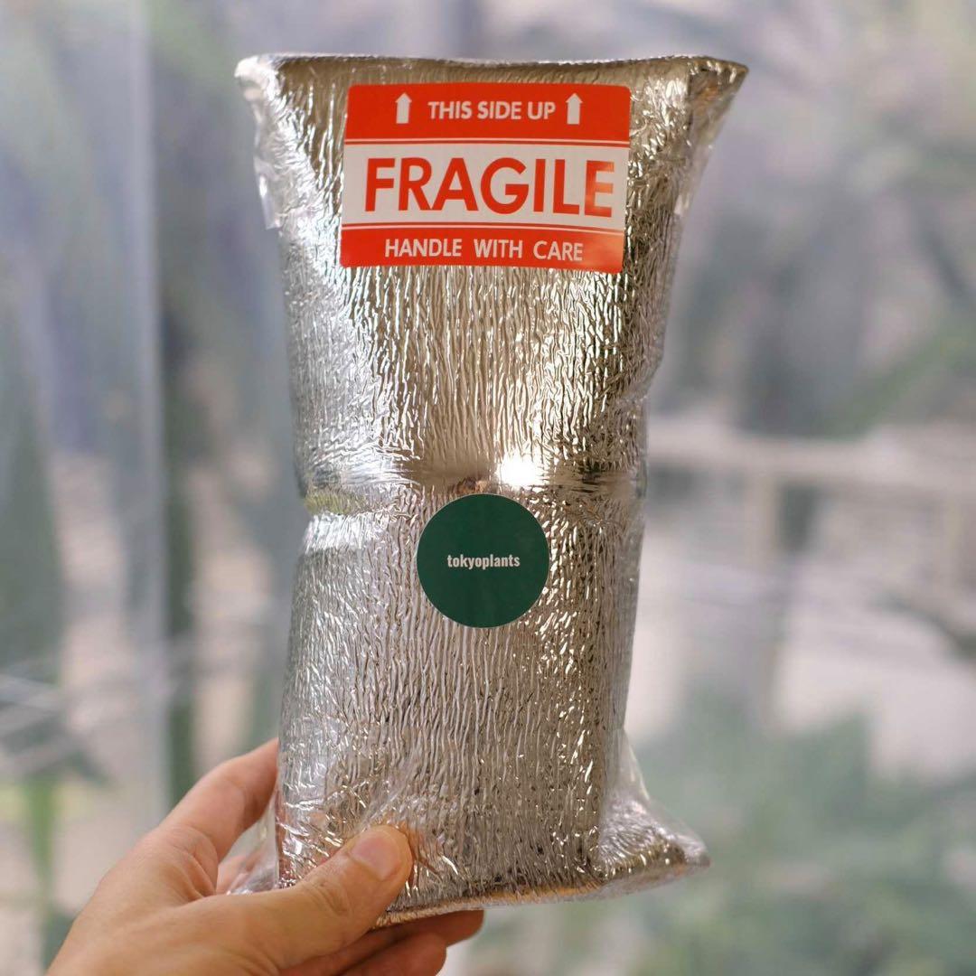 Alocasia Ninja Tricolor｜アロカシア ニンジャ 斑入り③