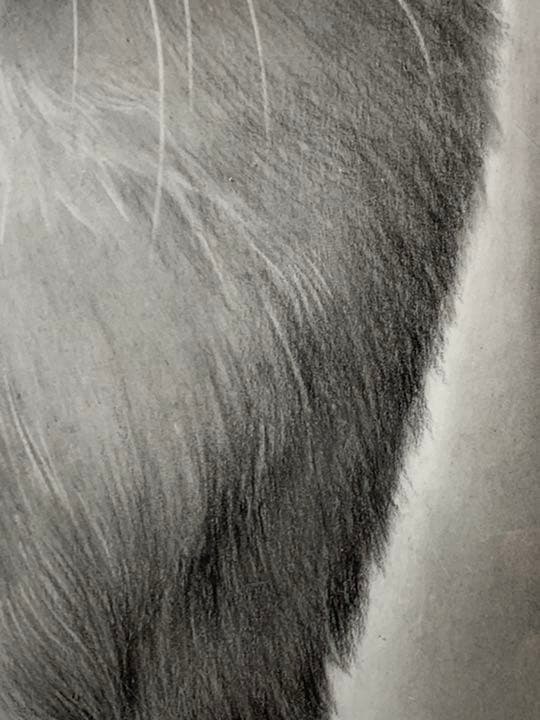 画家 白井真澄 木炭肉筆デッサン画  原画 真筆保証品！額入cat NO.29