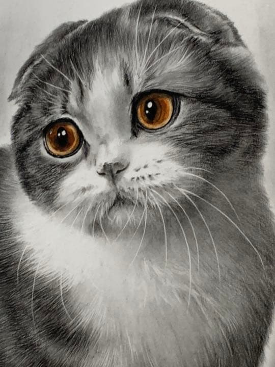 画家 白井真澄 木炭肉筆デッサン画  原画 真筆保証品！額入cat NO.29