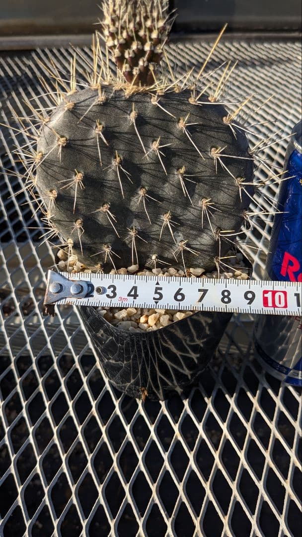 オプンチア ガラパゲイヤ黒肌 団扇サボテン 多肉植物
