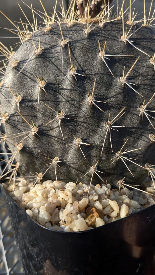 オプンチア ガラパゲイヤ黒肌 団扇サボテン 多肉植物