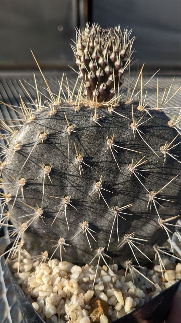 オプンチア ガラパゲイヤ黒肌 団扇サボテン 多肉植物