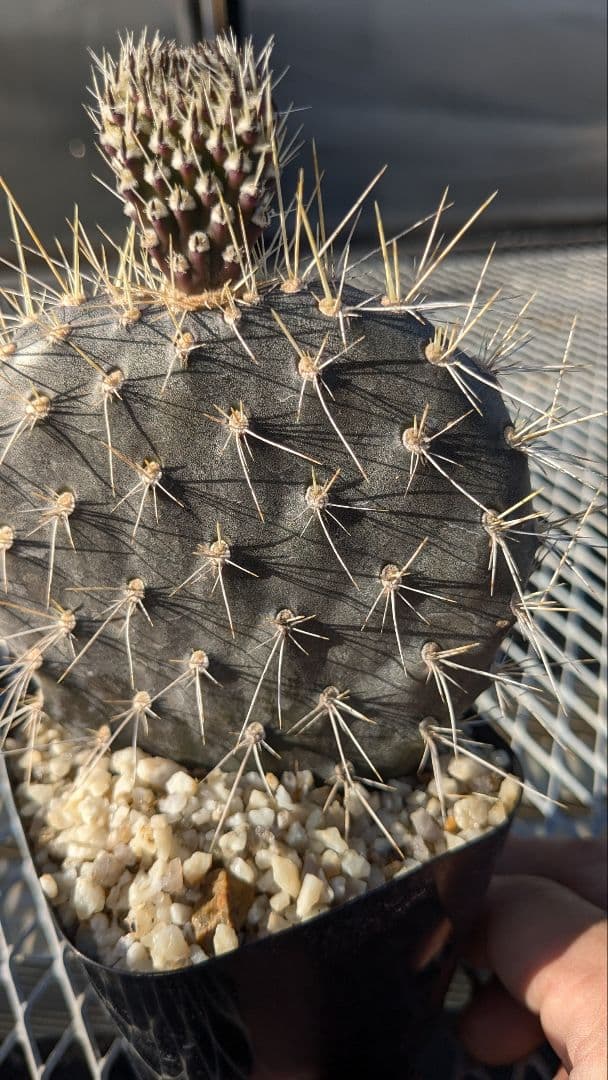 オプンチア ガラパゲイヤ黒肌 団扇サボテン 多肉植物