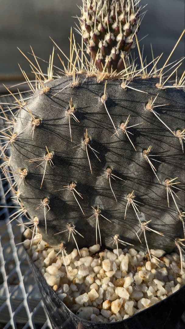 オプンチア ガラパゲイヤ黒肌 団扇サボテン 多肉植物