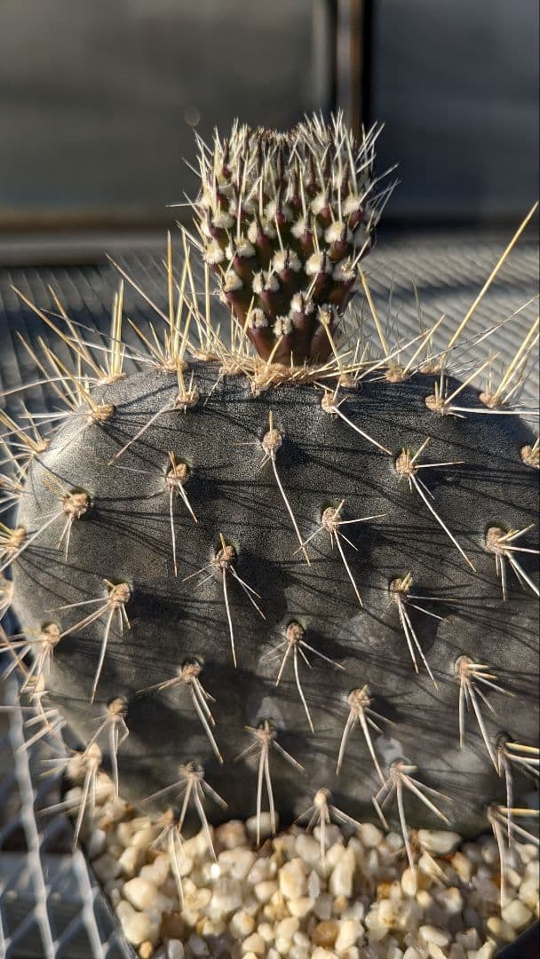 オプンチア ガラパゲイヤ黒肌 団扇サボテン 多肉植物