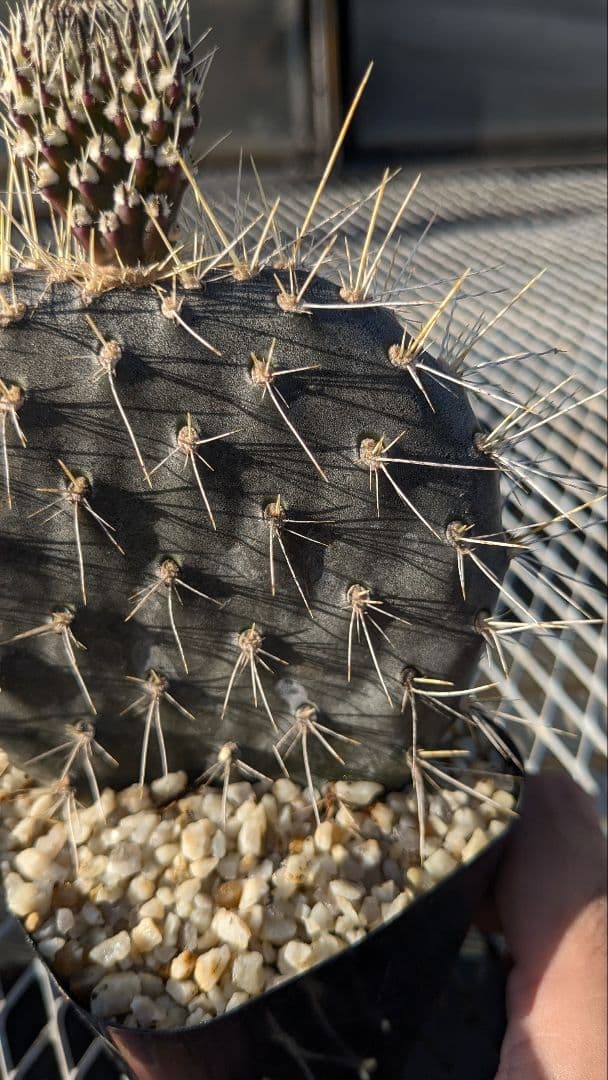 オプンチア ガラパゲイヤ黒肌 団扇サボテン 多肉植物