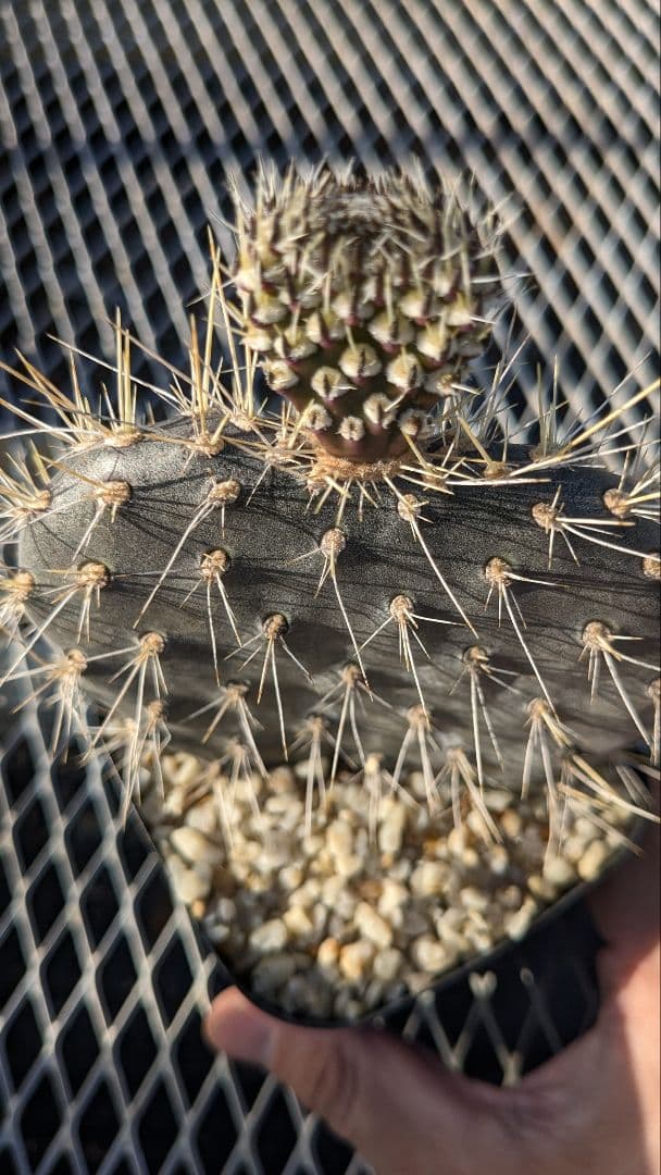 オプンチア ガラパゲイヤ黒肌 団扇サボテン 多肉植物