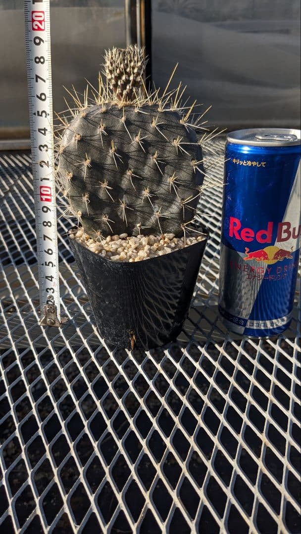 オプンチア ガラパゲイヤ黒肌 団扇サボテン 多肉植物