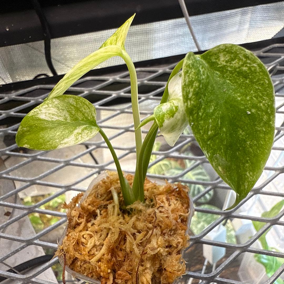 a*u様 極上 モンステラ デリシオーサ ミント