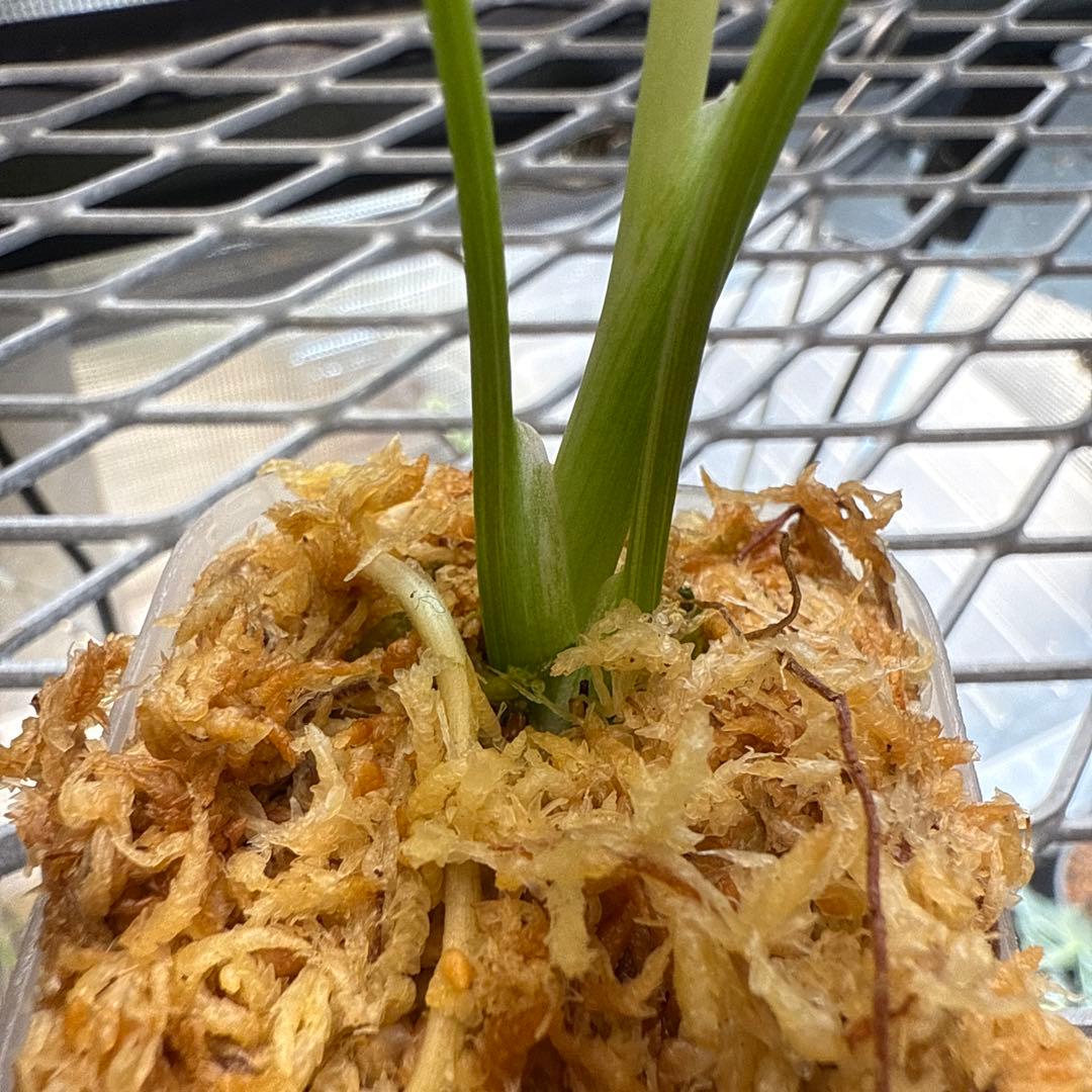 a*u様 極上 モンステラ デリシオーサ ミント