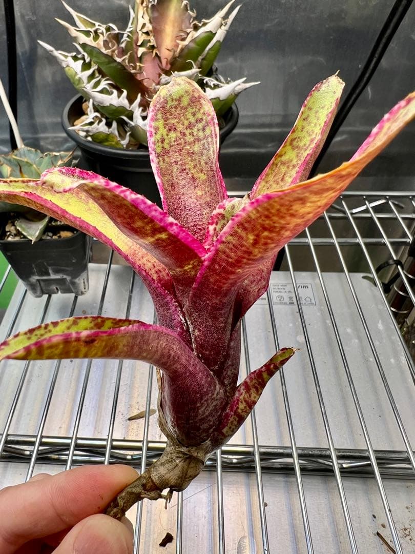 ネオレゲリア オールスパイス リサ・ビンザント 作出株