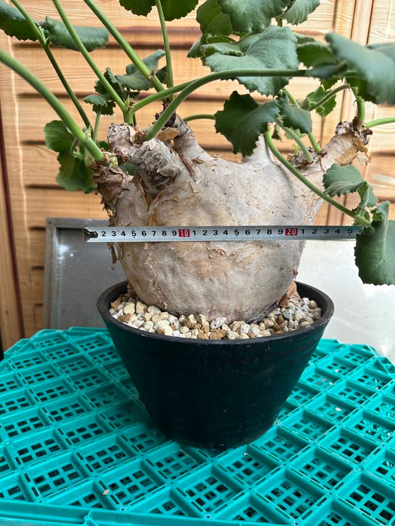 キフォステンマウターマクロプス　塊根植物 約25cm 大株　発根済み