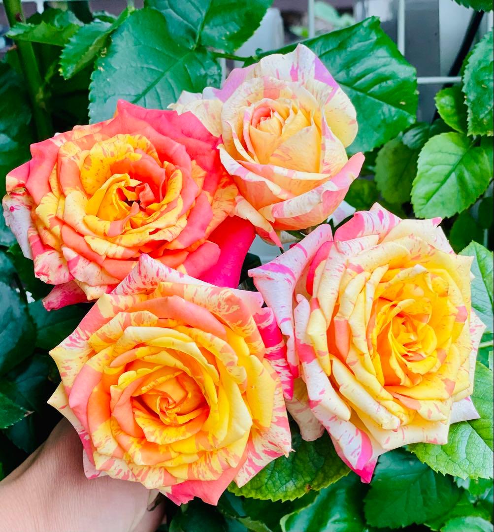 薔薇　バラ苗　激レア品種　入手困難　挿木苗　元気いっぱい　カラフルローズ