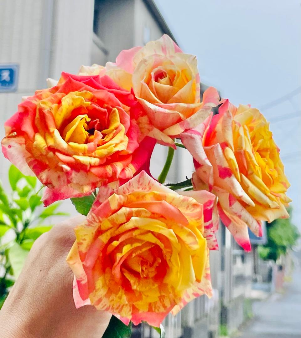 薔薇　バラ苗　激レア品種　入手困難　挿木苗　元気いっぱい　カラフルローズ