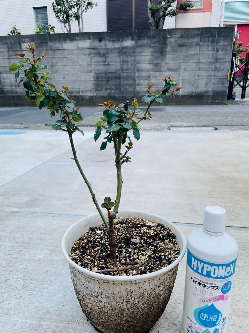 薔薇　バラ苗　激レア品種　入手困難　挿木苗　元気いっぱい　カラフルローズ