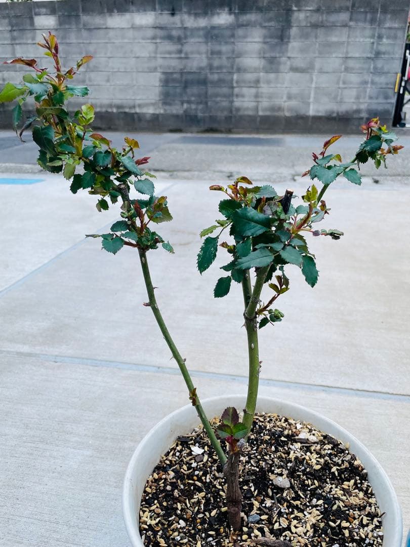 薔薇　バラ苗　激レア品種　入手困難　挿木苗　元気いっぱい　カラフルローズ