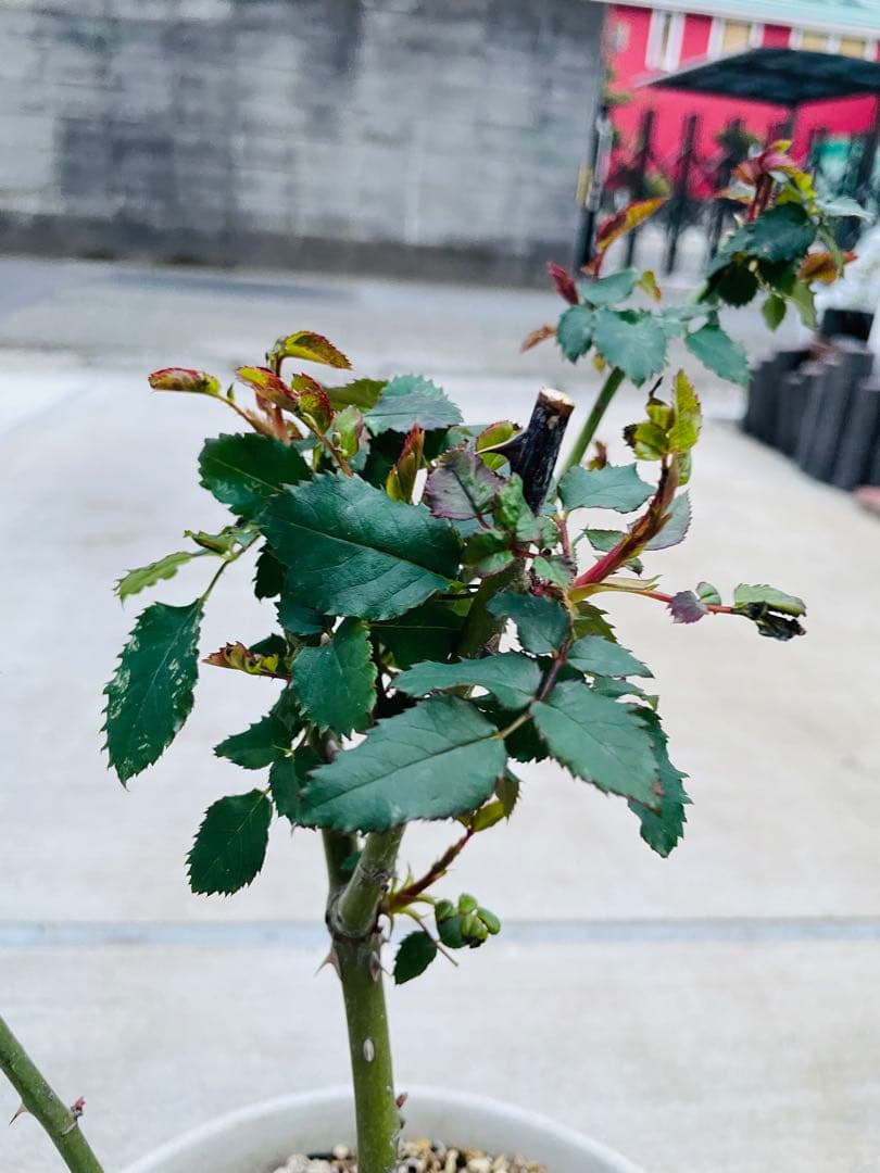 薔薇　バラ苗　激レア品種　入手困難　挿木苗　元気いっぱい　カラフルローズ