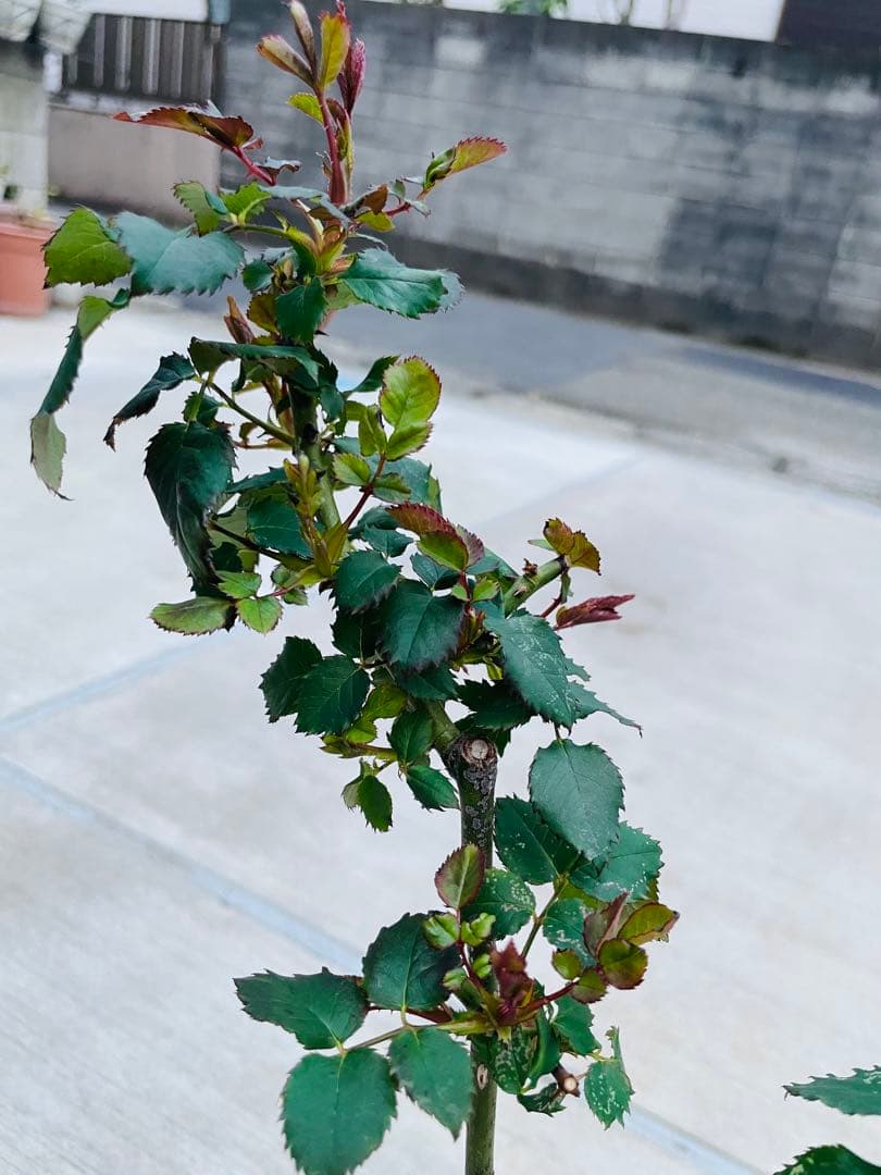 薔薇　バラ苗　激レア品種　入手困難　挿木苗　元気いっぱい　カラフルローズ