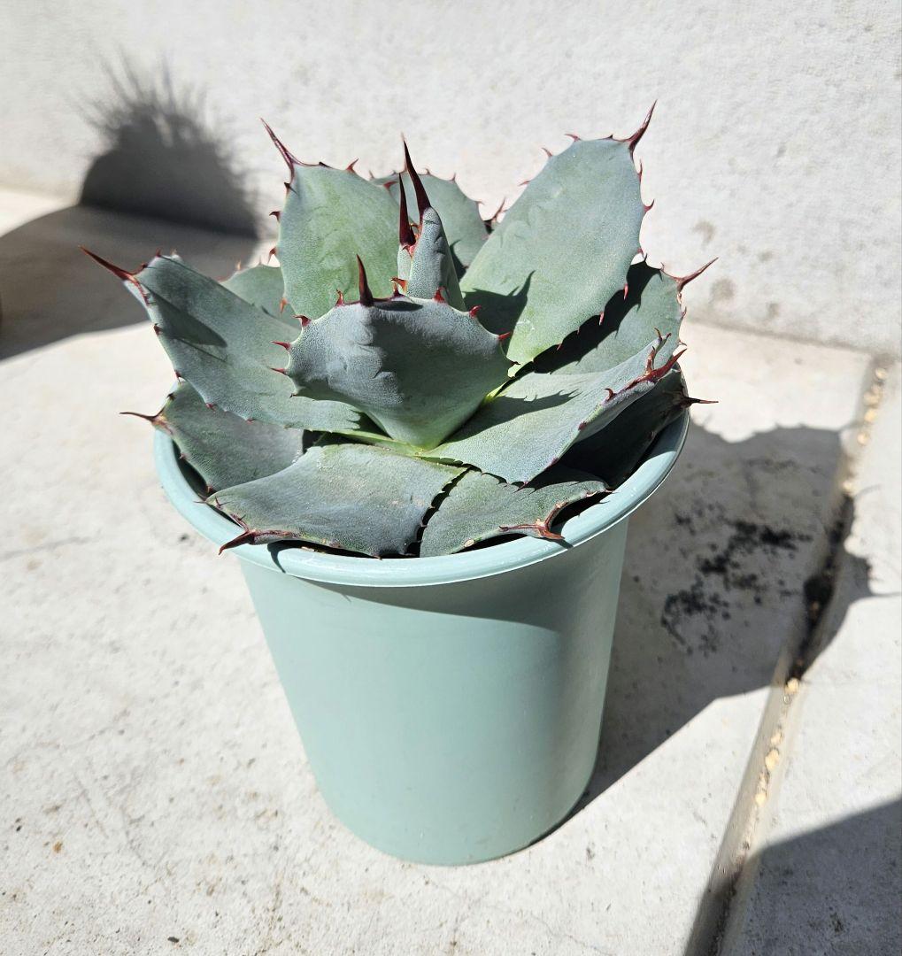 アガベ　パリー　吉祥天