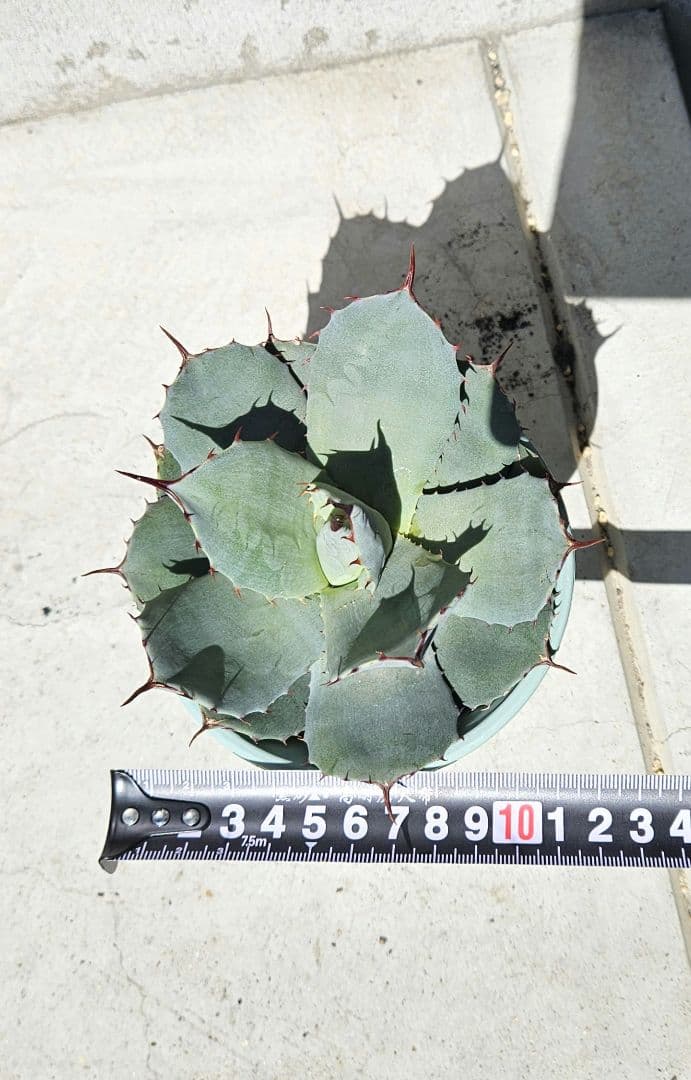 アガベ　パリー　吉祥天