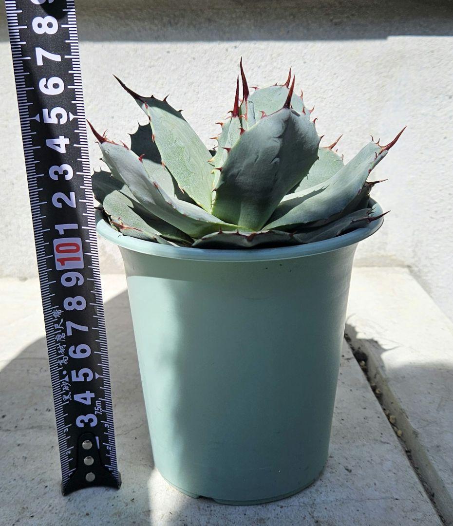 アガベ　パリー　吉祥天