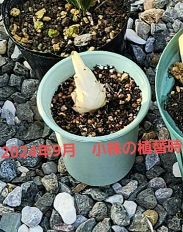 アガベ　パリー　吉祥天