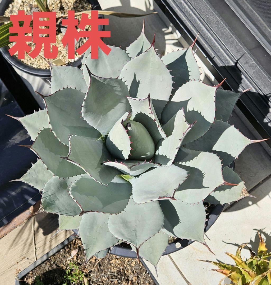 アガベ　パリー　吉祥天