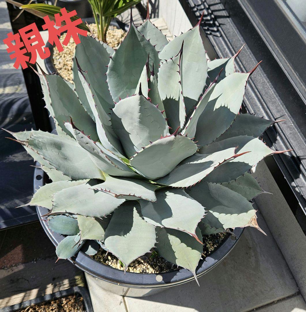 アガベ　パリー　吉祥天