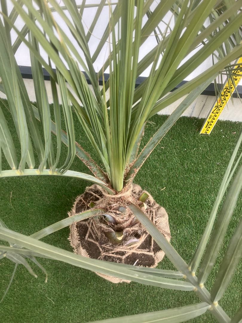 ココスヤシ　シルバーリーフ