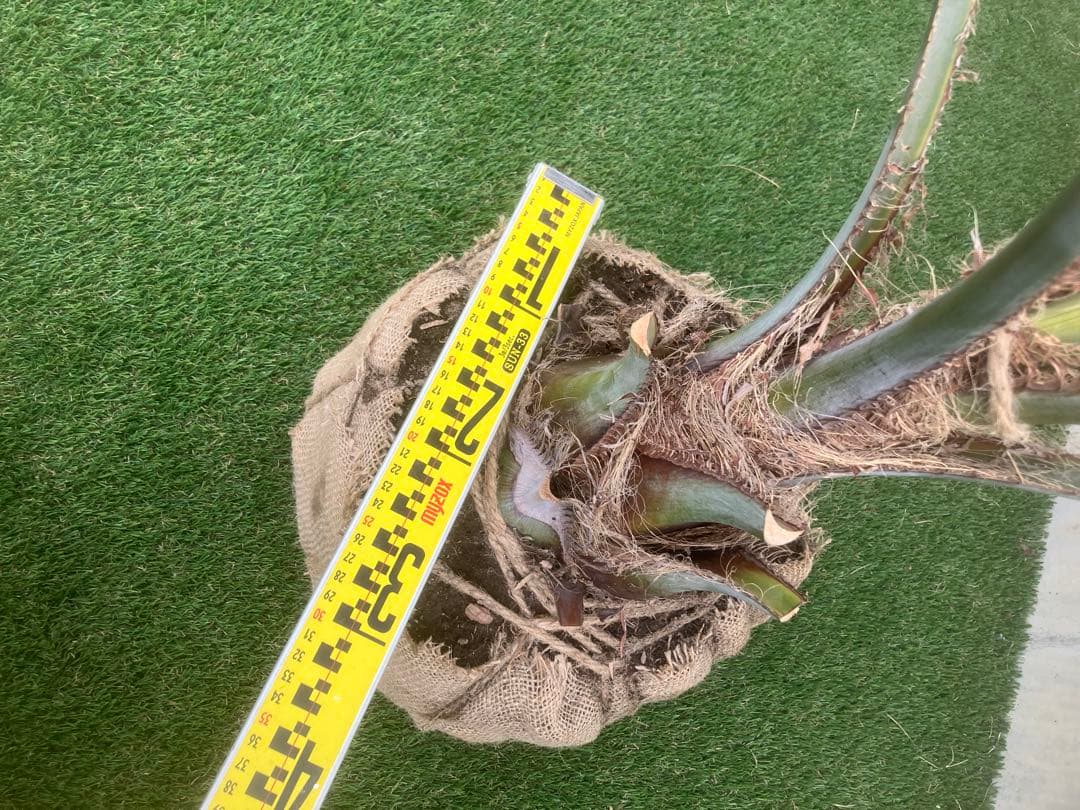 ココスヤシ　シルバーリーフ