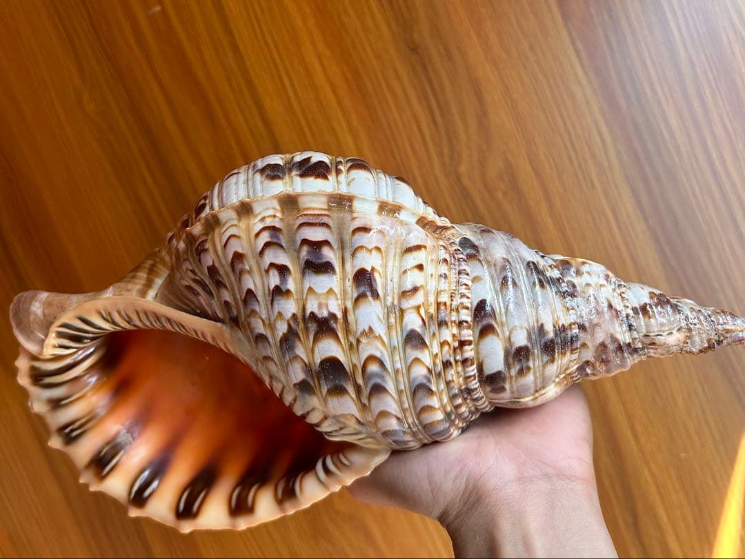 法螺貝34.5cm (直線32cm)