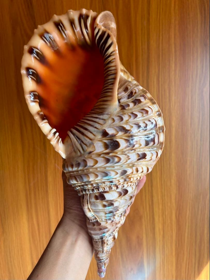 法螺貝34.5cm (直線32cm)