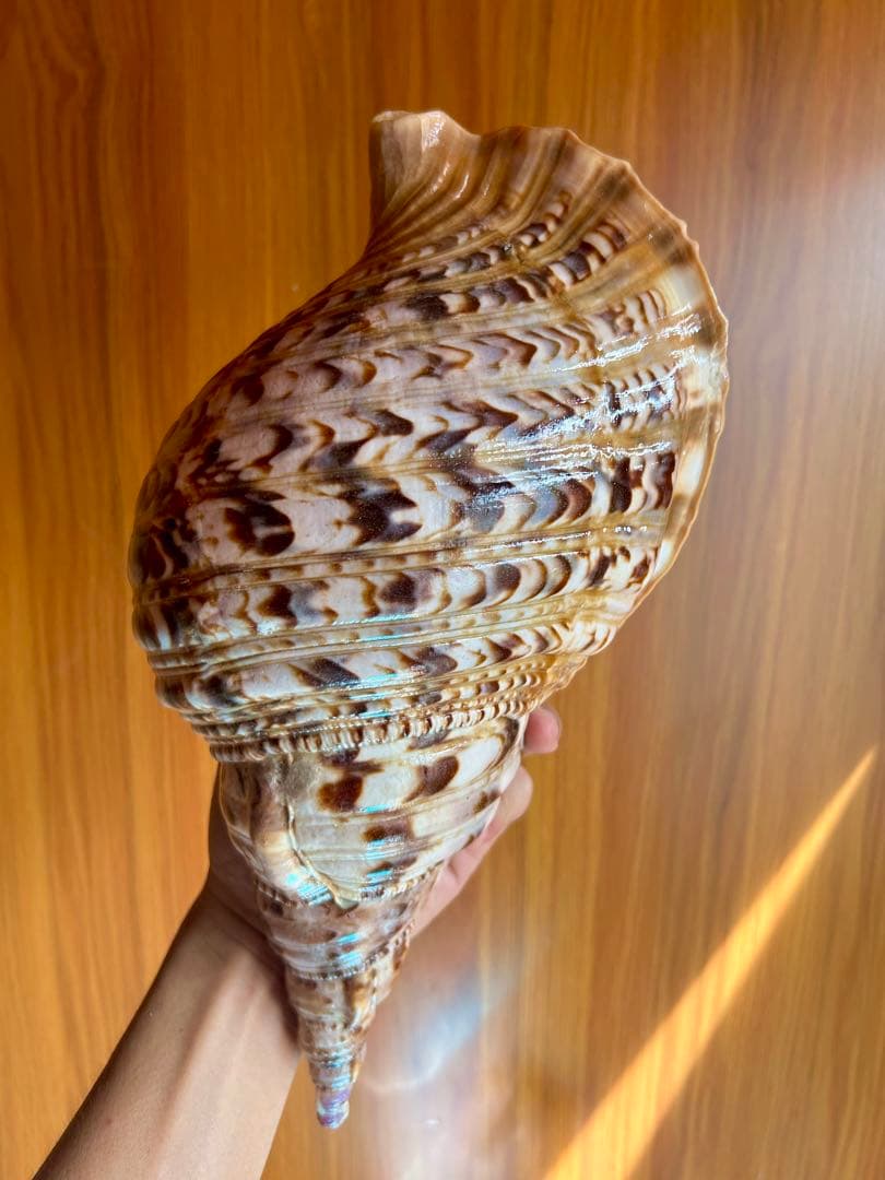 法螺貝34.5cm (直線32cm)